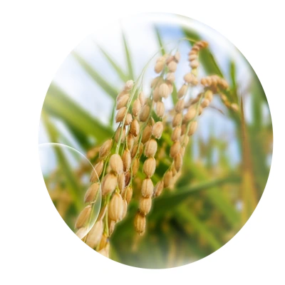 Oryza Polyamine